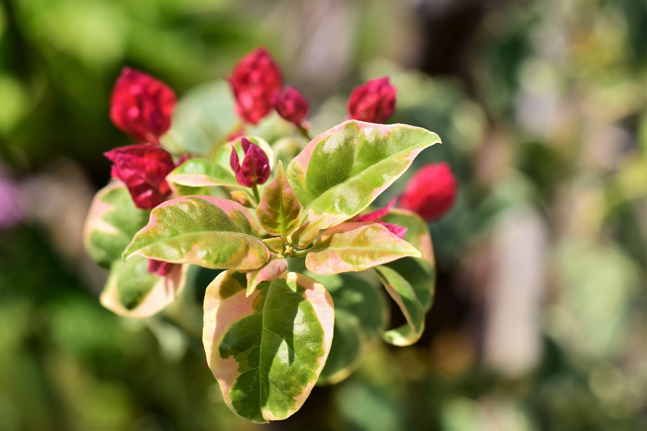 Bougainvillia, bloom red, leaves white green — AI Companion Offers Daily Support and Connection