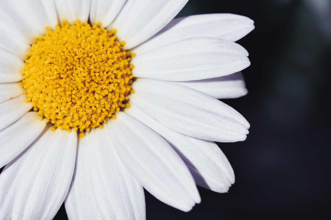 Marguerite, nature, blossom — Wooden Wall Panels Offering Easy Installation and Lasting Durability